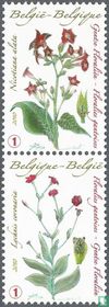 Genter Floralien kaufen