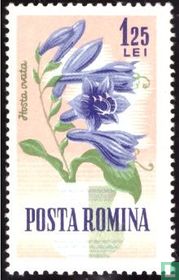 Garden Flowers