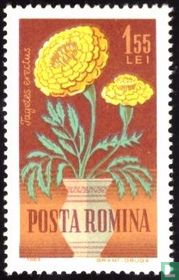 Garden Flowers