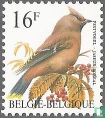 Pestvogel kopen
