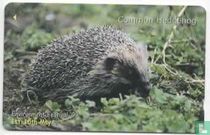Common Hedgehog
