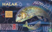 Zodiac - Halak