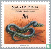 Grass Snake