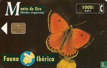 Manto De Oro [Heodes virgaureae]