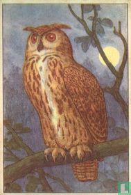Schuifuit / Grand Duc