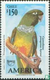 Conure de Patagonie