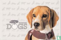 Dogs
