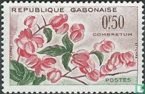 Saule buissonnant en fleurs