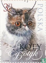 Katzen kaufen