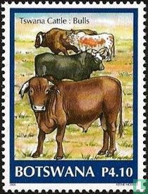 Tswana cattle
