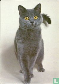 TN914 - Karthuizerkat, blauw
