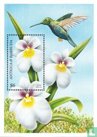 Orchidées 
