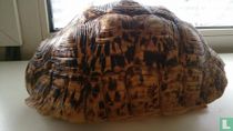 Schild Geochelone pardalis