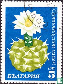 Flowering cactus 