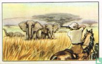 Olifantenjacht in Congo