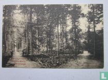 Boschgezicht Engelenburg