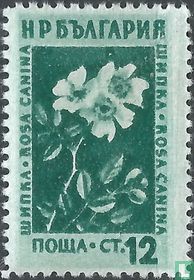 Bloemen