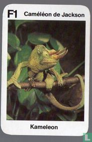 Caméléon de Jackson/Kameleon