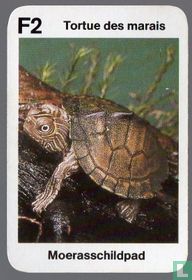 Tortue des marais/Moerasschildpad