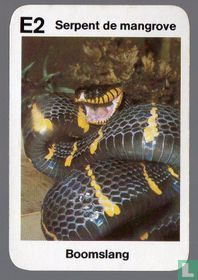 Serpent de mangrove/Boomslang