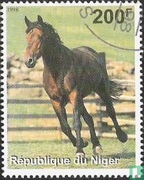 Equine