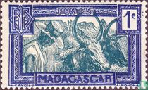 Zebu yoke