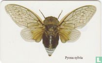 Pycna Sylvia