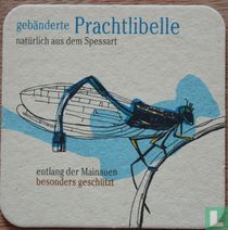 Gebänderte Prachtlibelle