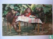  Diergaarde Blijdorp  Chimpansees 