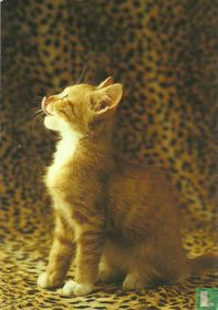 C 9464 Poesje  (Pussycat, 2001)