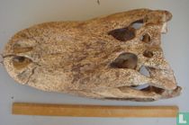 Blanke Schedel Alligator mississppiensis