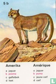 Amerika poema/Amérique puma