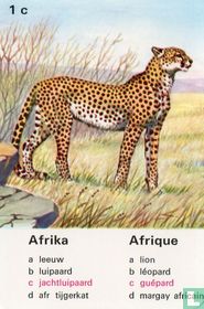 Afrika jachtluipaard/Afrique guépard