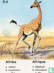 Afrika giraffe