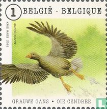 Oie cendrée