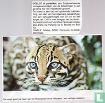 Ocelot of pardelkat