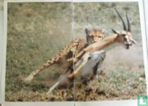 Cheetah hunts antelope