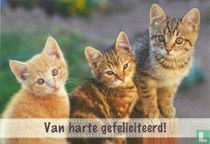 Viervoeters - Van Harte Gefeliciteerd !