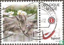 Chat endormi