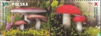 Champignons