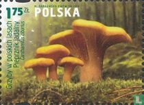 Champignons
