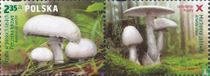 Champignons