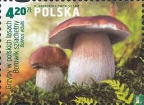 Champignons