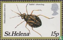 Insectes 