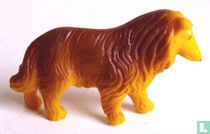 Collie