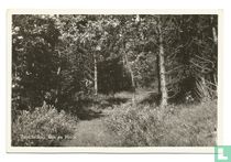 Terschelling Bos en Heide