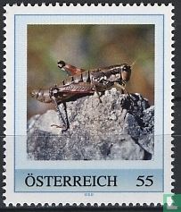 Alpine mountain insect