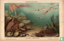 Kopfflüsser inktvis 