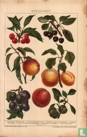 steinobst steenfruit 