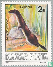 Stoat